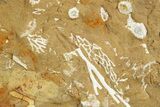 Ordovician Kukersite Oil Shale with Bryozoan Fossils - Russia #369572-1